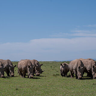 Solio - Southern white rhinos